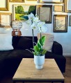 Donica ceramiczna Barcelona Kielich White 16 cm
