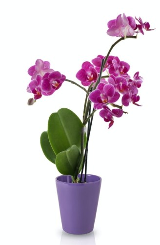 Osłonka ceramiczna Storczyk - ciemny fiolet