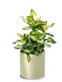 Osłonka ceramiczna Walec GOLD 13 cm