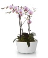 Ceramiczna MISA do kompozycji Orchid Biała 28 cm