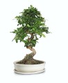 Bonsai Donica ceramiczna z podstawkiem 32 - krem