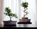 Bonsai Donica ceramiczna z podstawkiem 32 - krem