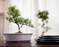 Bonsai Donica ceramiczna z podstawkiem 32 - krem